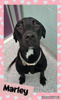 Marley -  Dalmatian and Mixed Breed Dog for Adoption in Iron River, Michigan - Marley | PetCurious