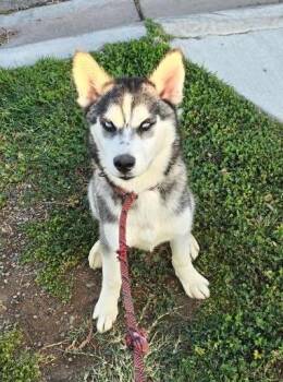 Rescue Husky Dogs for Adoption in Newport Beach, California - Baja | PetCurious