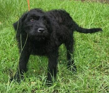 260781  Tom -  Poodle and Rottweiler Dog for Adoption in Wetumpka, Alabama - 260781  Tom | PetCurious
