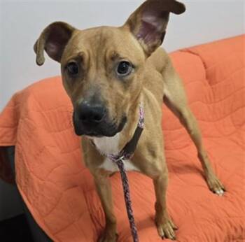 Pit Bull Terrier and Mixed Breed Dogs Available for Adoption in Aliquippa, Pennsylvania - DECKER | PetCurious