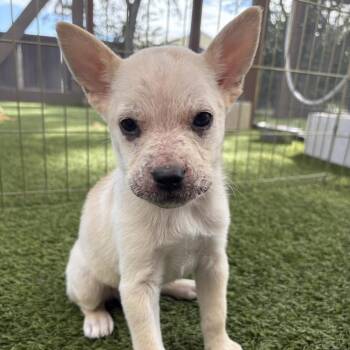 Mixed Breed Dogs Available for Adoption in Loxahatchee Groves, Florida - Neptune 1538 | PetCurious