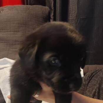 American Bulldog Dogs Available for Adoption in Niagara Falls, Ontario - McGraw (20260422-06) | PetCurious