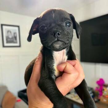 Quade -  Pug and Chihuahua Dog for Adoption in Alma, Wisconsin - Quade | PetCurious