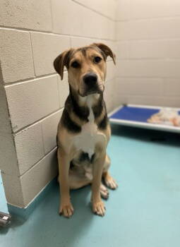 Rescue Mixed Breed Dogs for Adoption in Durham, North Carolina - Lettuce | PetCurious