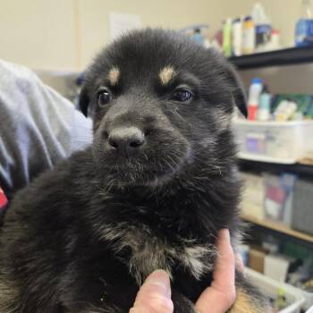 German Shepherd Dog Dogs Available for Adoption in Tawas City, Michigan - Yale 26-122 | PetCurious