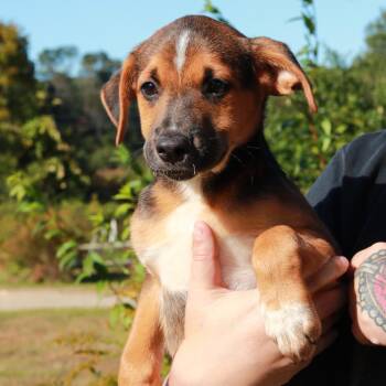 CT Barney -  German Shepherd Dog and Mixed Breed Dog for Adoption in Eastford, Connecticut - CT Barney | PetCurious