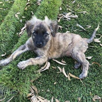 Tall Boy -  Chihuahua and Terrier Dog for Adoption in Escondido, California - Tall Boy | PetCurious