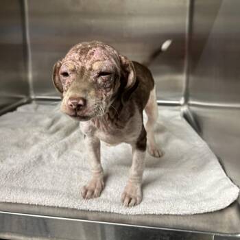 Oliver -  Mixed Breed Dog for Adoption in Pauls Valley, Oklahoma - Oliver | PetCurious