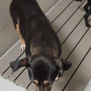 Brownie -  Mixed Breed Dog for Adoption in Mocksville, North Carolina - Brownie | PetCurious
