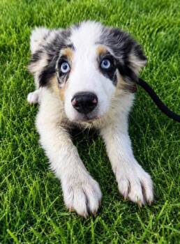 Andy -  Australian Shepherd Dog for Adoption in Malvern, Pennsylvania - Andy | PetCurious