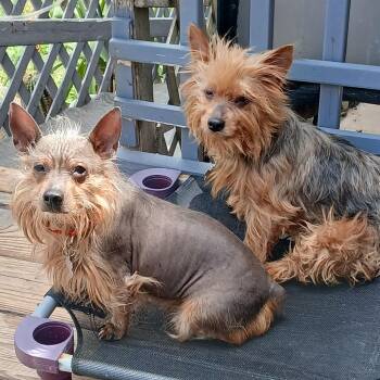 Brandy & Joe -  Yorkshire Terrier and Mixed Breed Dog for Adoption in Corpus Christi, Texas - Brandy & Joe | PetCurious