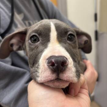 Skater Boy -  Mixed Breed Dog for Adoption in Philadelphia, Pennsylvania - Skater Boy | PetCurious