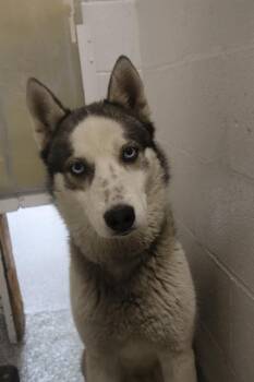 Mixed Breed Dogs Available for Adoption in Columbia, South Carolina - SULLY | PetCurious