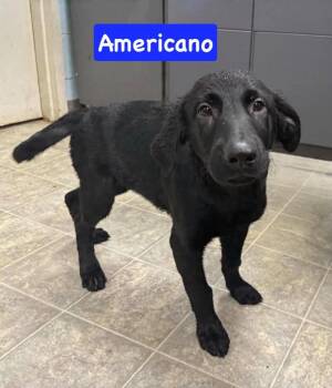 Americano - Not at shelter -  Shepherd and Golden Retriever Dog for Adoption in Rustburg, Virginia - Americano - Not At Shelter | PetCurious