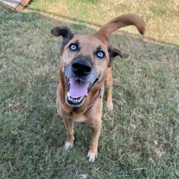 Husky Dogs Available for Adoption in Klein, Texas - Diamond | PetCurious