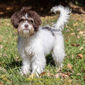 Little Bean -  Havanese Dog for Adoption in Stroudsburg, Pennsylvania - Little Bean | PetCurious