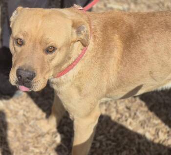 Rescue Pit Bull Terrier and German Shepherd Dog Dogs for Adoption in Albuquerque, New Mexico - JAKE | PetCurious