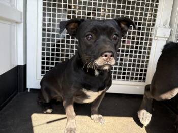 A1930499 -  Pug and Pit Bull Terrier Dog for Adoption in Riverside, California - A1930499 | PetCurious