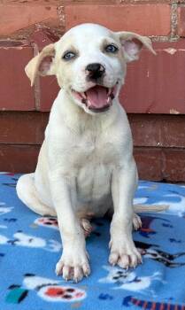 Ryba -  Mixed Breed Dog for Adoption in Groveland, Massachusetts - Ryba | PetCurious