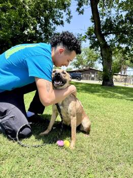 Rescue Carolina Dog and Shepherd Dogs for Adoption in Uvalde, Texas - Clover | PetCurious