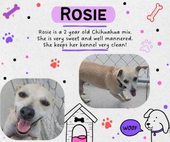 Rosie -  Chihuahua and Terrier Dog for Adoption in Tama, Iowa - Rosie | PetCurious