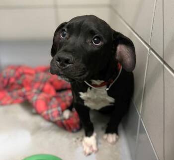 BOBI -  Staffordshire Bull Terrier and Mixed Breed Dog for Adoption in Houston, Texas - BOBI | PetCurious
