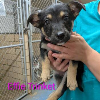 German Shepherd Dog and Beagle Dogs Available for Adoption in Greenville, Pennsylvania - Elfie Trinket | PetCurious