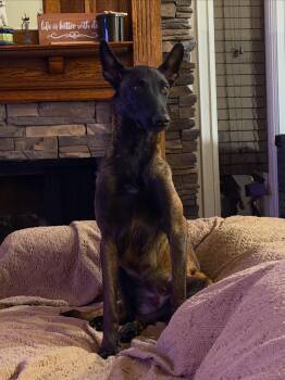 Aimee -  Belgian Shepherd Malinois Dog for Adoption - Aimee | PetCurious
