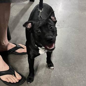 Flex (REX) -  Terrier Dog for Adoption in Tampa, Florida - Flex (REX) | PetCurious