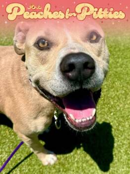 Rudolph Reisenweber -  Mixed Breed Dog for Adoption in Wichita, Kansas - Rudolph Reisenweber | PetCurious