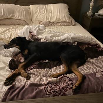 Rottweiler and Mixed Breed Dogs Available for Adoption in Salt Lake City, Utah - Ranger | PetCurious