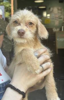 Sid -  Yorkshire Terrier Dog for Adoption in Penryn, California - Sid | PetCurious