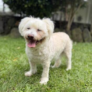 Pooh Bear -  Bichon Frise Dog for Adoption in Keaau, Hawaii - Pooh Bear | PetCurious
