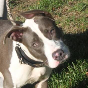 Tink -  Cattle Dog and Mixed Breed Dog for Adoption in Elk Grove Village, Illinois - Tink | PetCurious