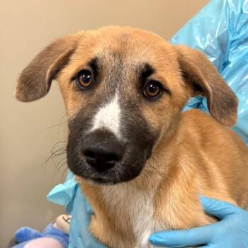 Rosie -  Mixed Breed Dog for Adoption in Flagstaff, Arizona - Rosie | PetCurious