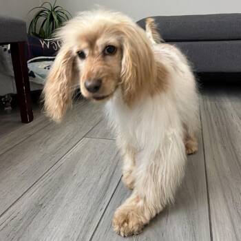 Mia -  Cocker Spaniel Dog for Adoption in Los Angeles, California - Mia | PetCurious