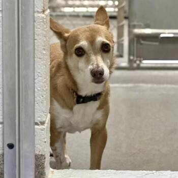 SENTRA -  Chihuahua and Mixed Breed Dog for Adoption - SENTRA | PetCurious