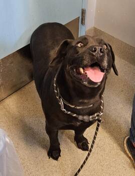 Hoss -  Pit Bull Terrier Dog for Adoption in Bloomington, Indiana - Hoss | PetCurious