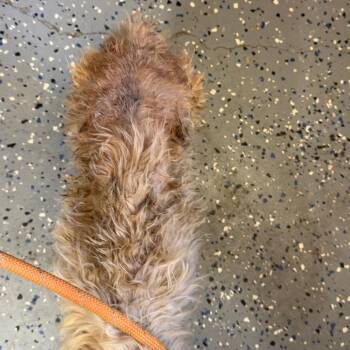 Frizzy -  Yorkshire Terrier and Mixed Breed Dog for Adoption in Tuscaloosa, Alabama - Frizzy | PetCurious