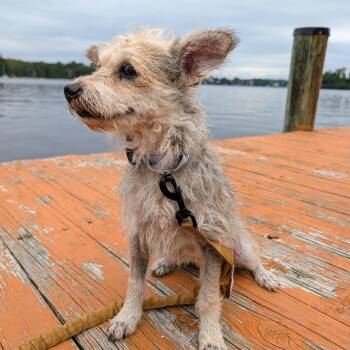 Champagne -  Terrier Dog for Adoption in Baldwin, Maryland - Champagne | PetCurious