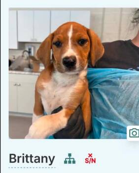 Brittany cs -  Mixed Breed Dog for Adoption in Columbia, Maryland - Brittany Cs | PetCurious