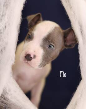 Moe -  Terrier Dog for Adoption in Whitestown, Indiana - Moe | PetCurious