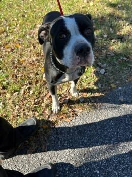 Rescue Pit Bull Terrier and Mixed Breed Dogs for Adoption in Savannah, Georgia - Cranberry | PetCurious