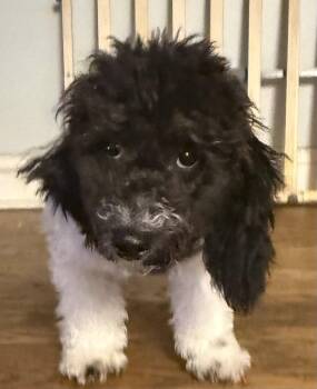 Bichon Frise and Poodle Dogs Available for Adoption in Wheaton, Illinois - Milo BW | PetCurious