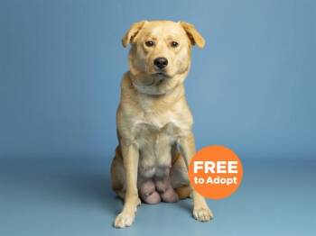 Labrador Retriever and Mixed Breed Dogs Available for Adoption in Phoenix, Arizona - CICI | PetCurious