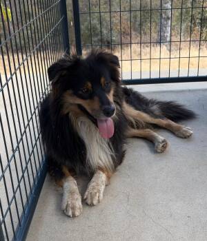Leo -  Australian Shepherd Dog for Adoption in Coarsegold, California - Leo | PetCurious