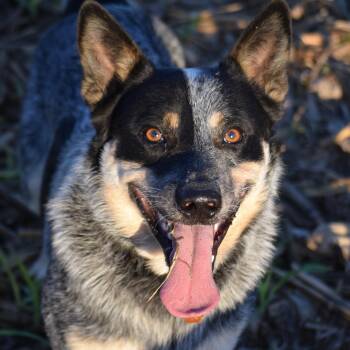 Rescue Australian Cattle Dog Blue Heeler Dogs for Adoption in Rockport, Indiana - COWBOY- Truly Amazing!! | PetCurious