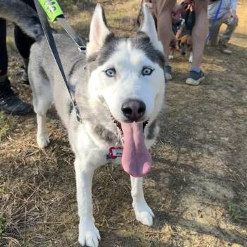 Husky Dogs Available for Adoption - Irina | PetCurious