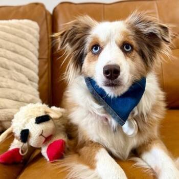 Australian Shepherd and Shetland Sheepdog Sheltie Dogs Available for Adoption in Friendswood, Texas - Penny Chai The Mini Aussie | PetCurious
