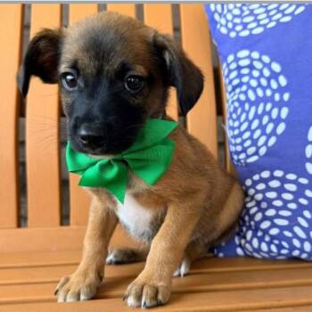 Terrier and Mixed Breed Dogs Available for Adoption in Baton Rouge, Louisiana - Kit Kat | PetCurious